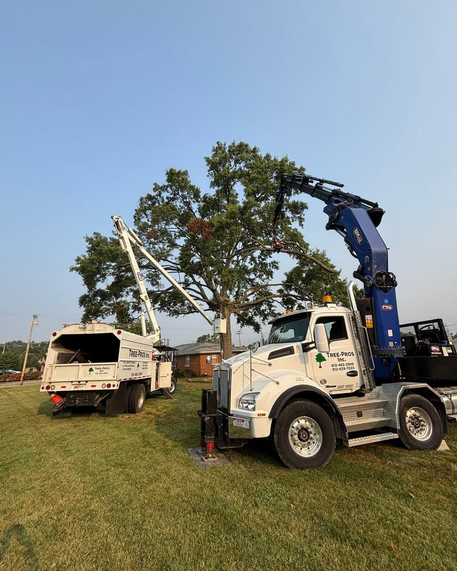 Grapple truck and bucket truck working a tree at dusk